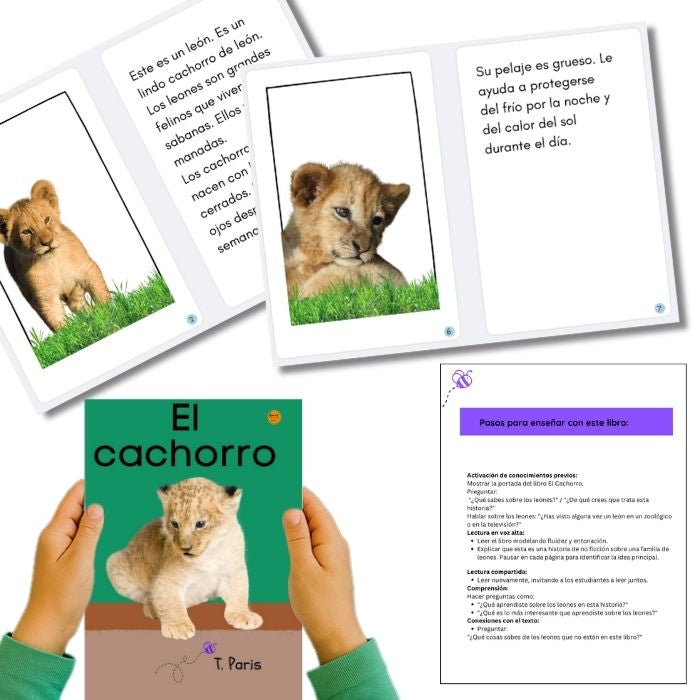 Educational booklets about lion cubs with text and images of a lion cub on grass, held by a child.